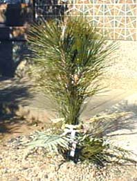 �叼�B�g��