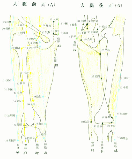 つぼの位置 大腿部