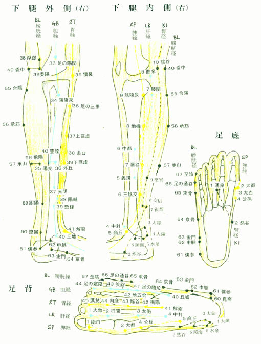 つぼの位置 下腿部