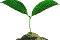 leaf4.gif